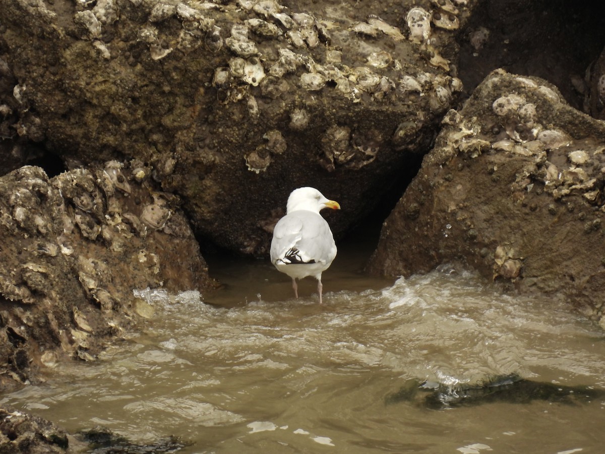 European Herring Gull - ML641389173
