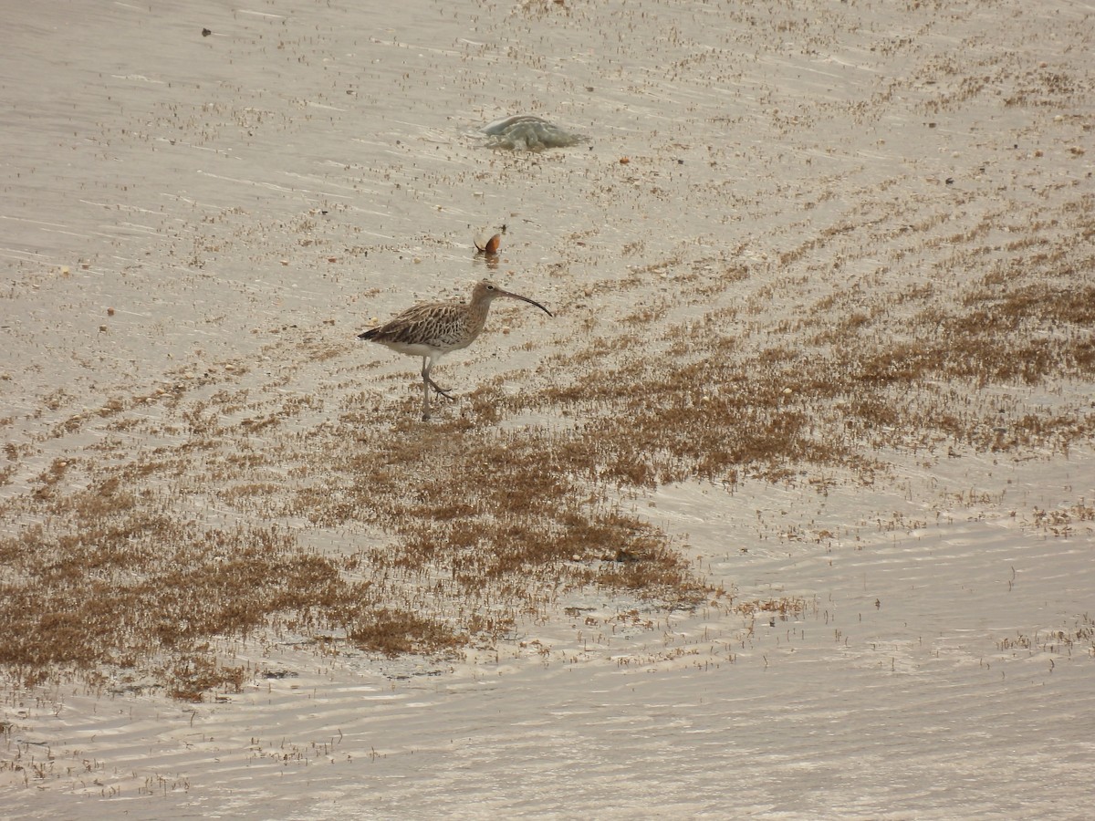 Eurasian Curlew - ML641389186
