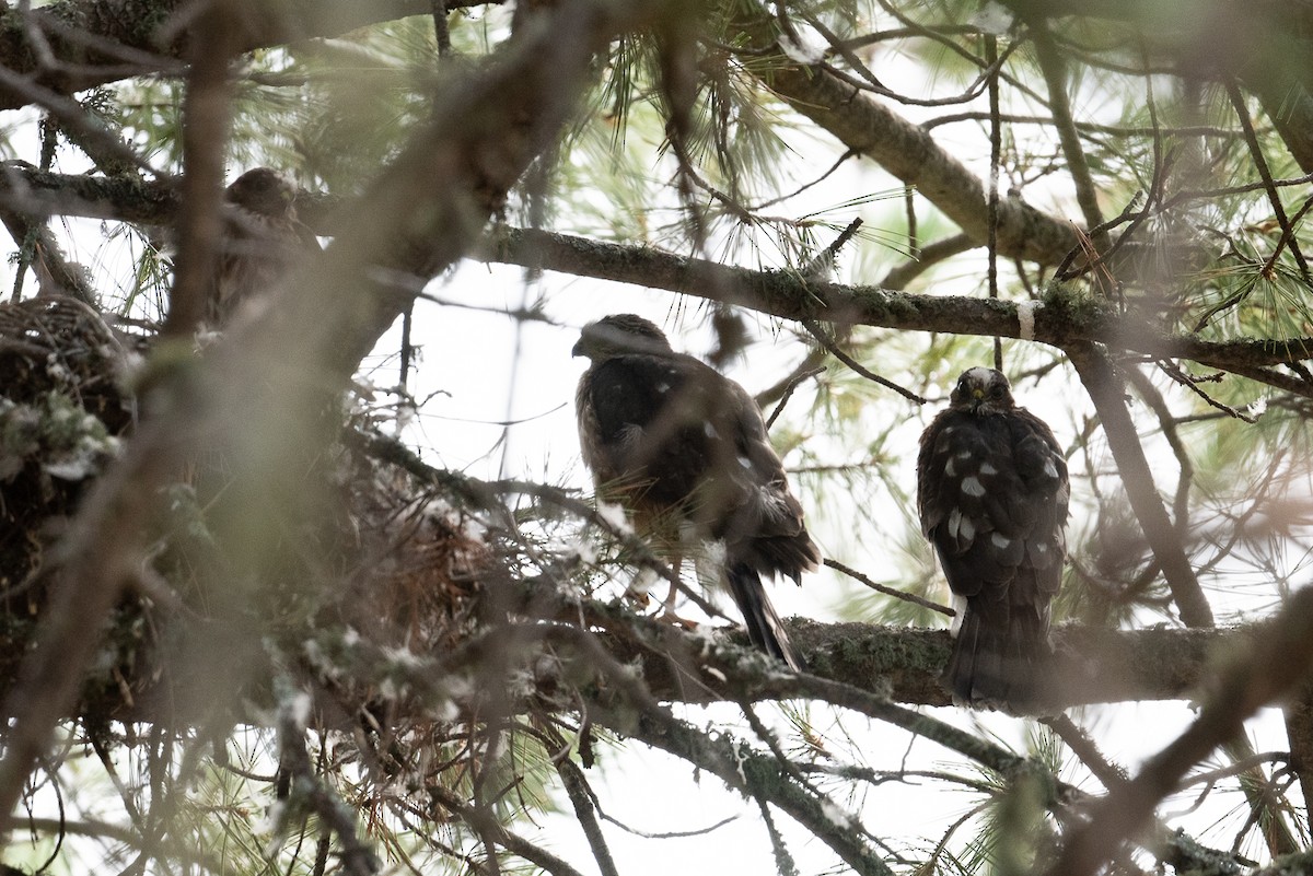 Sharp-shinned Hawk - ML641389192