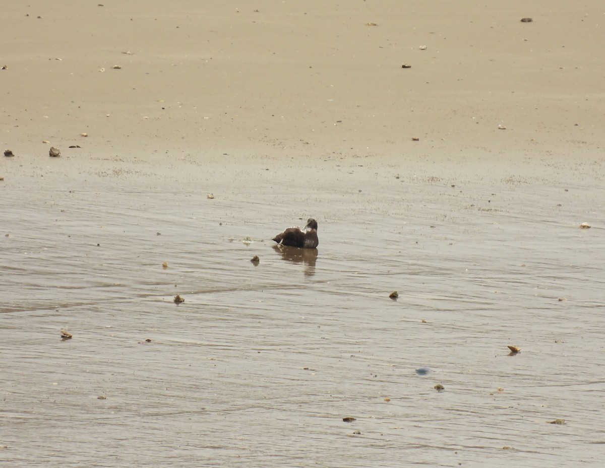 Common Eider - ML641389195