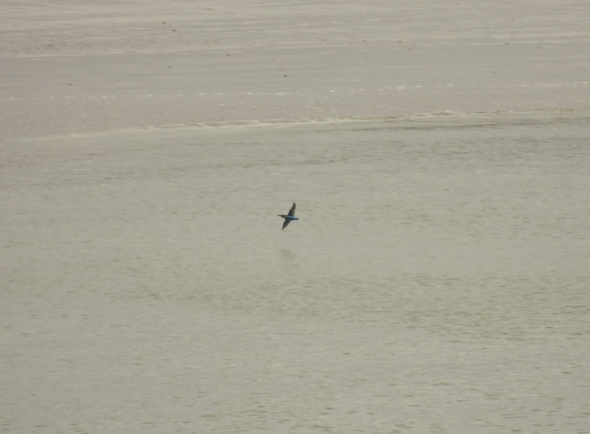 Common Kingfisher - ML641389207