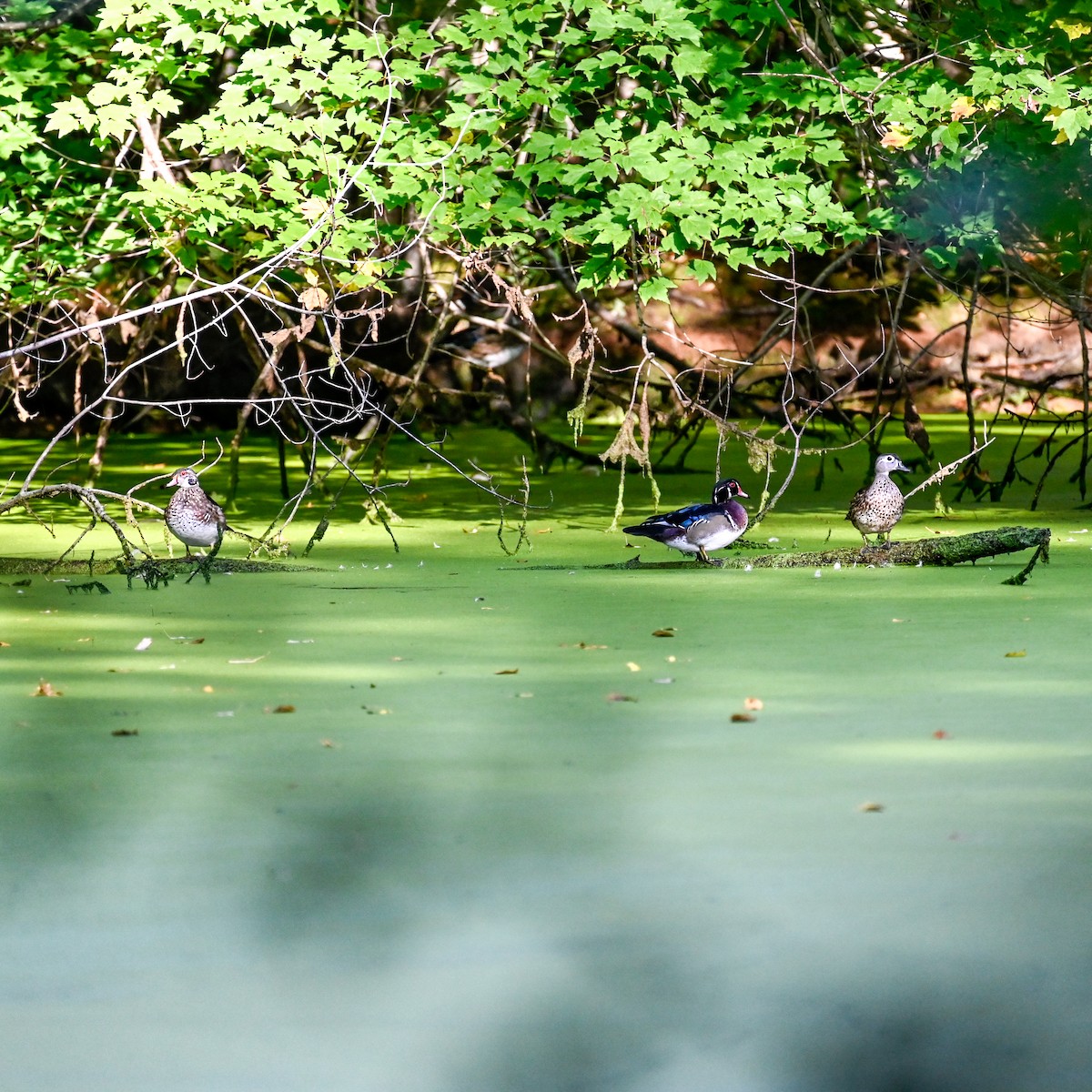Wood Duck - ML641389237