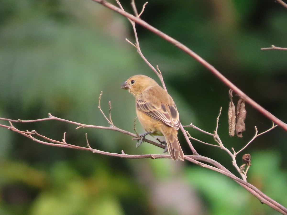 Sporophila sp. - ML641389239
