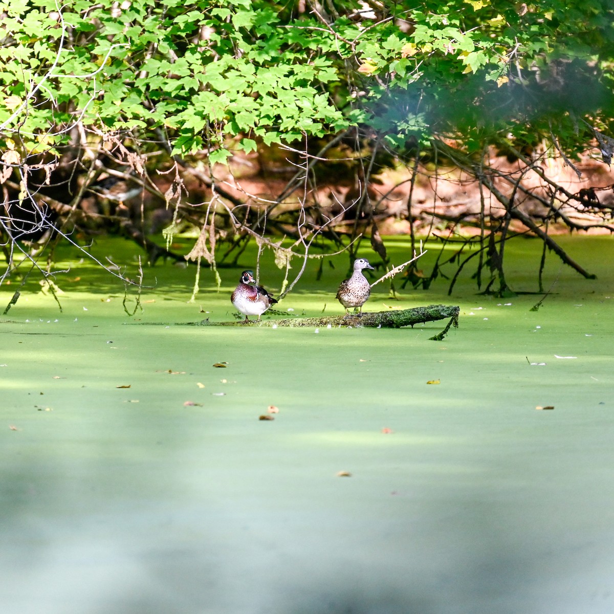 Wood Duck - ML641389265