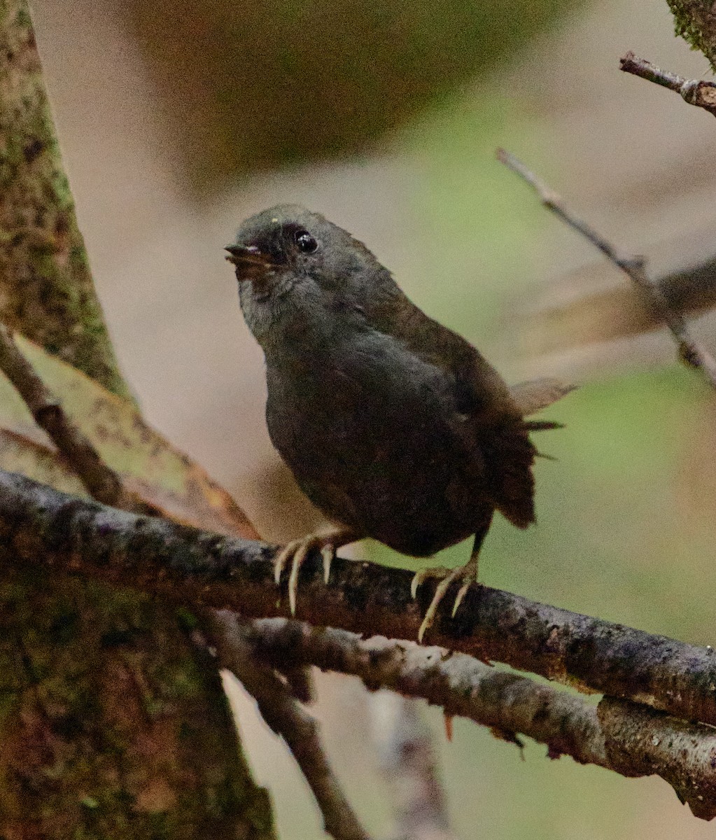 Magellanic Tapaculo - ML641389287