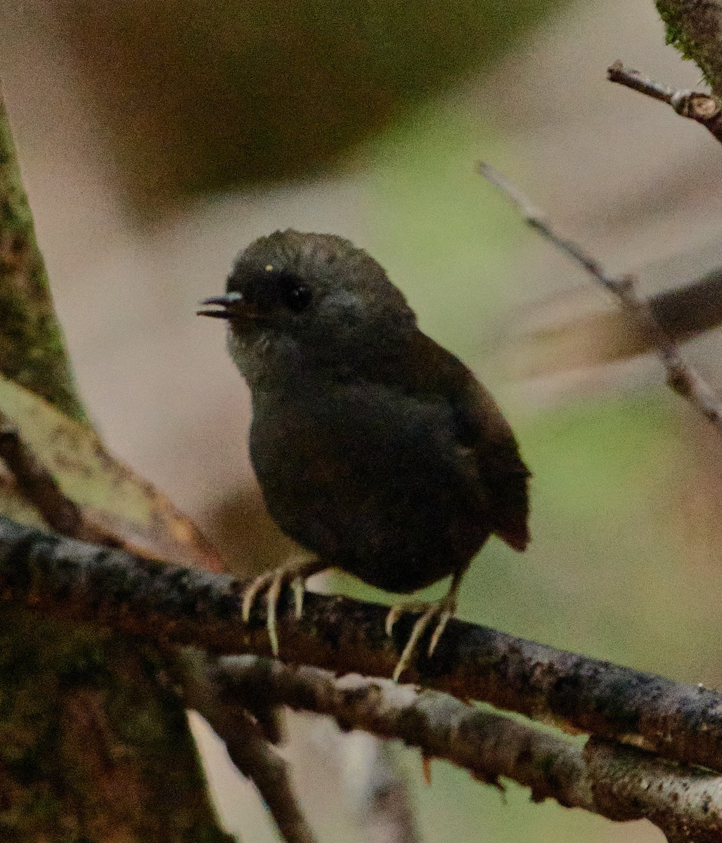 Magellanic Tapaculo - ML641389288