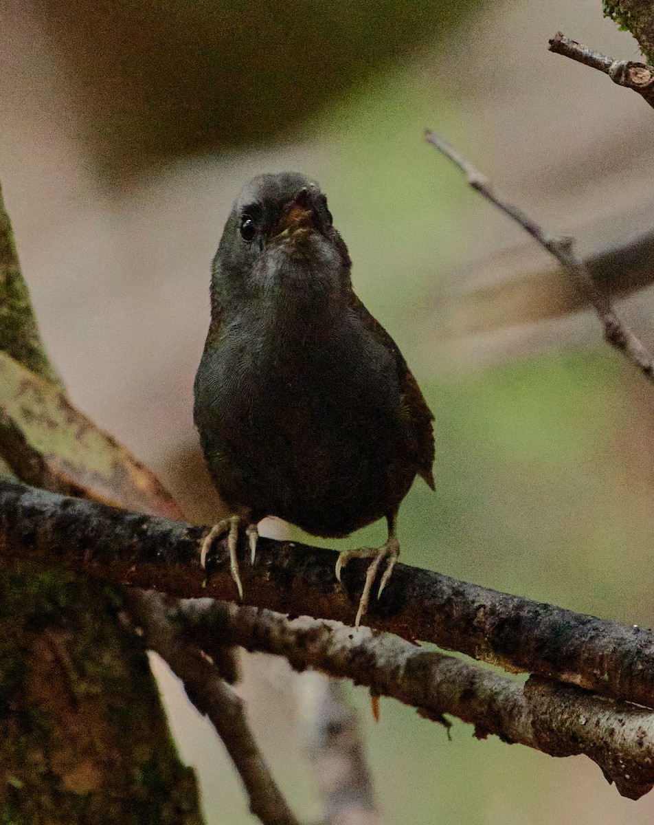 Magellanic Tapaculo - ML641389289