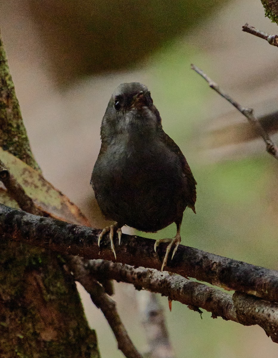Magellanic Tapaculo - ML641389290