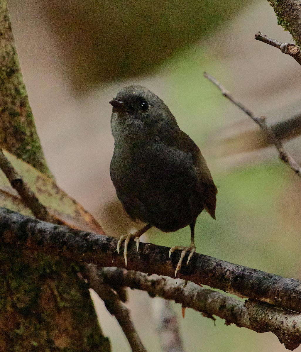 Magellanic Tapaculo - ML641389291