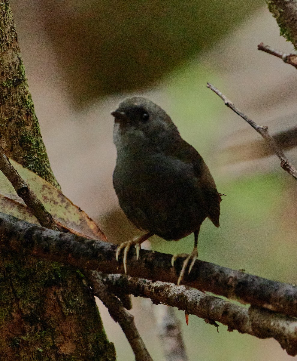 Magellanic Tapaculo - ML641389292