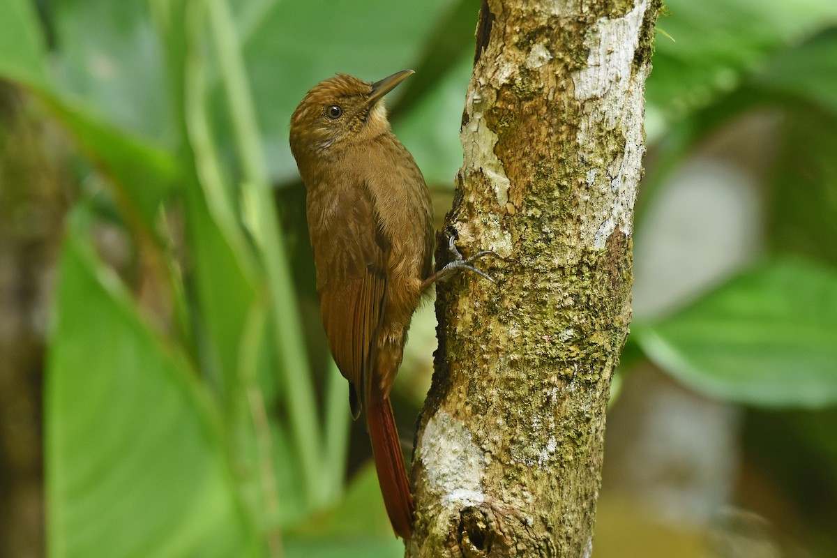Plain-winged Woodcreeper - ML641389294