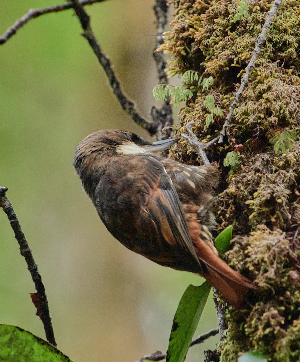 White-throated Treerunner - ML641389327