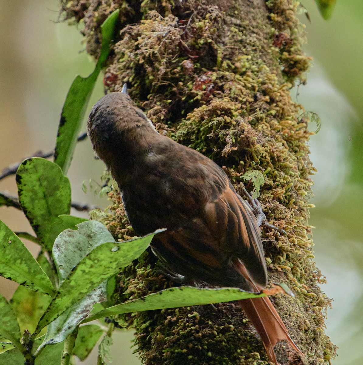 White-throated Treerunner - ML641389328