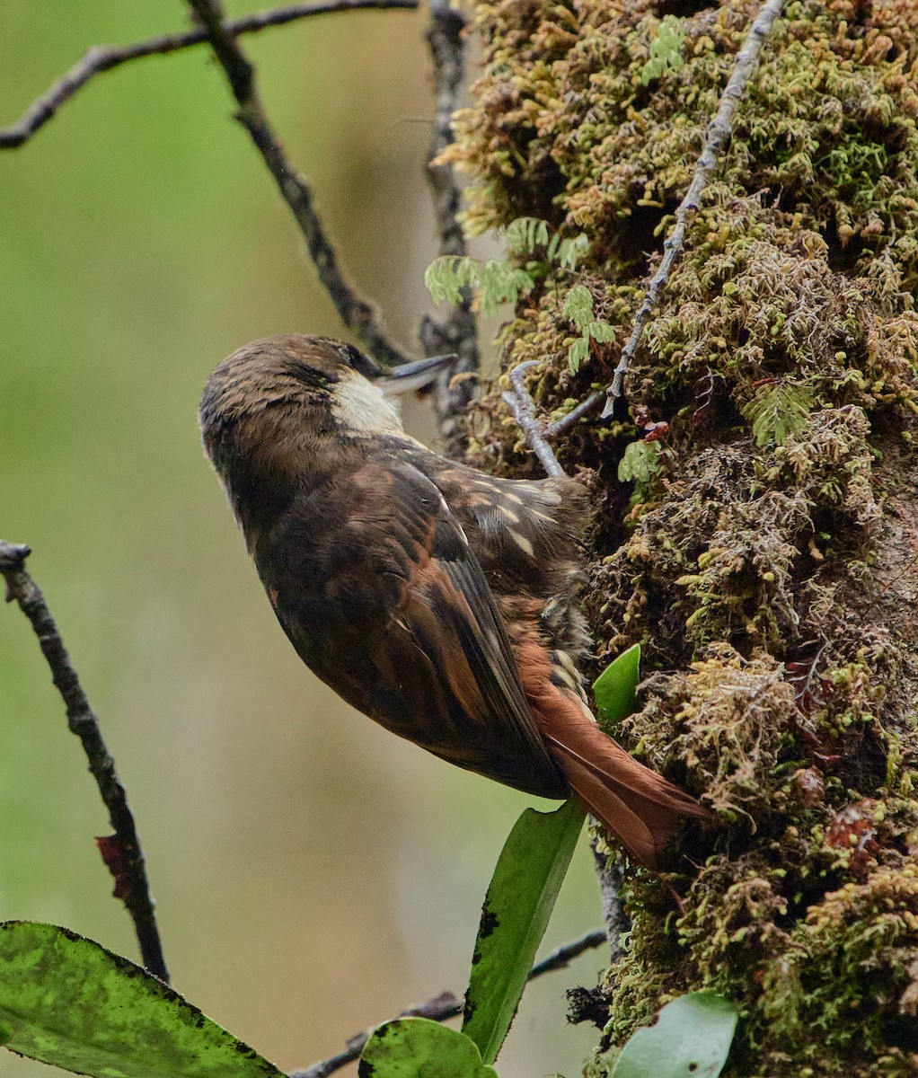 White-throated Treerunner - ML641389329