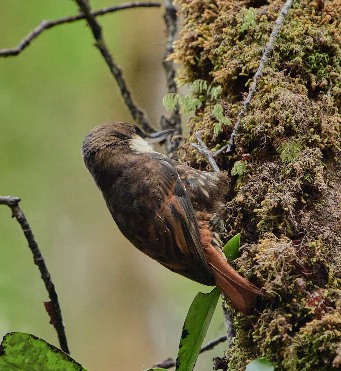 White-throated Treerunner - ML641389330