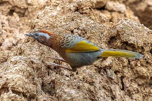 Assam Laughingthrush - ML641389332