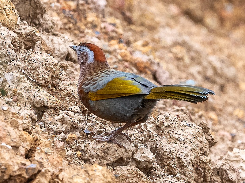 Assam Laughingthrush - ML641389333