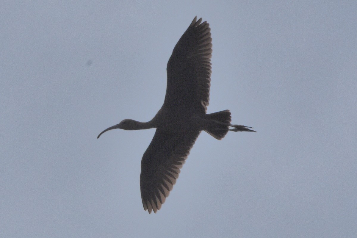 Glossy Ibis - ML641389349