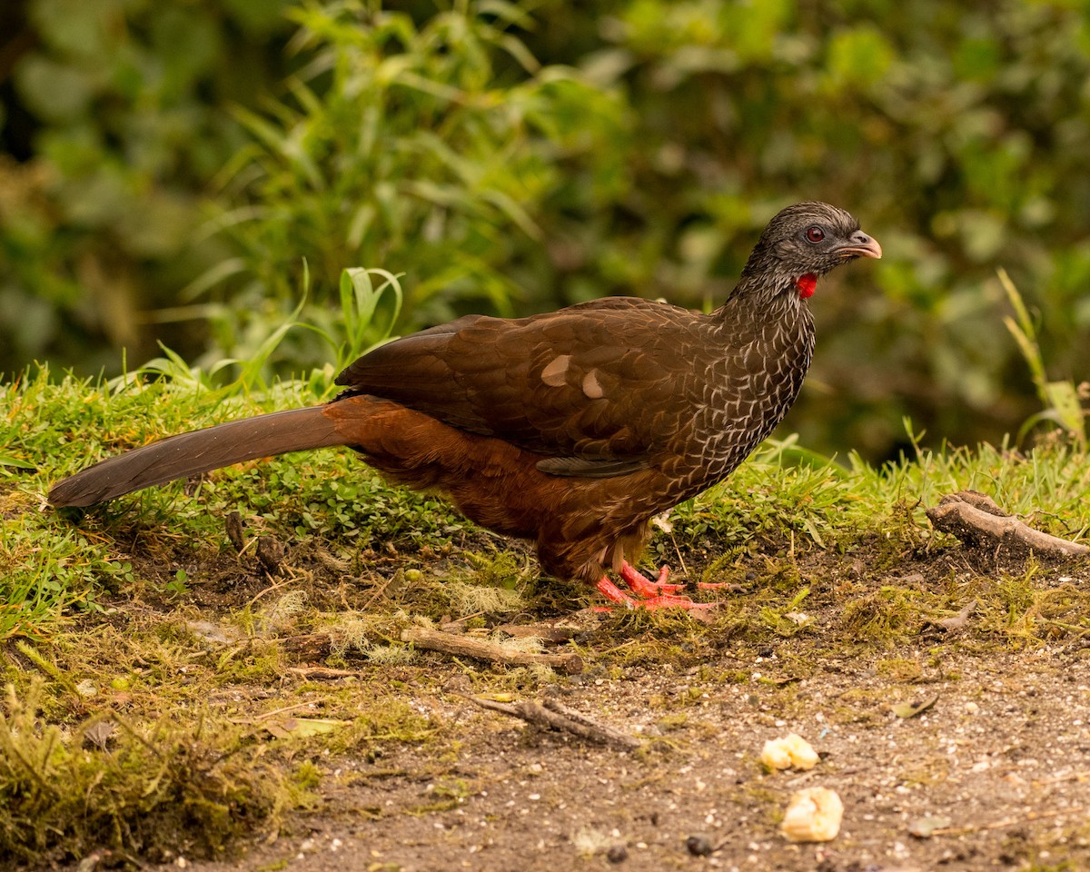 Andean Guan - ML641389352