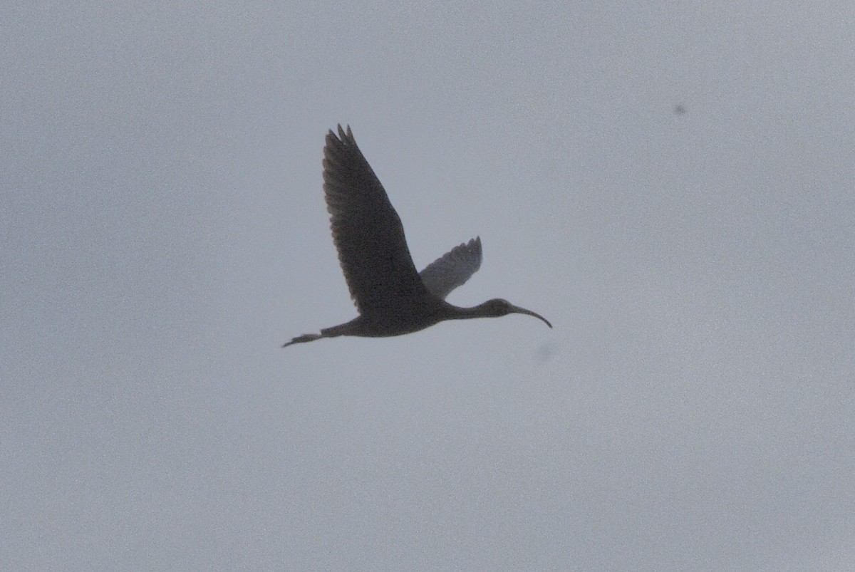 Glossy Ibis - ML641389366