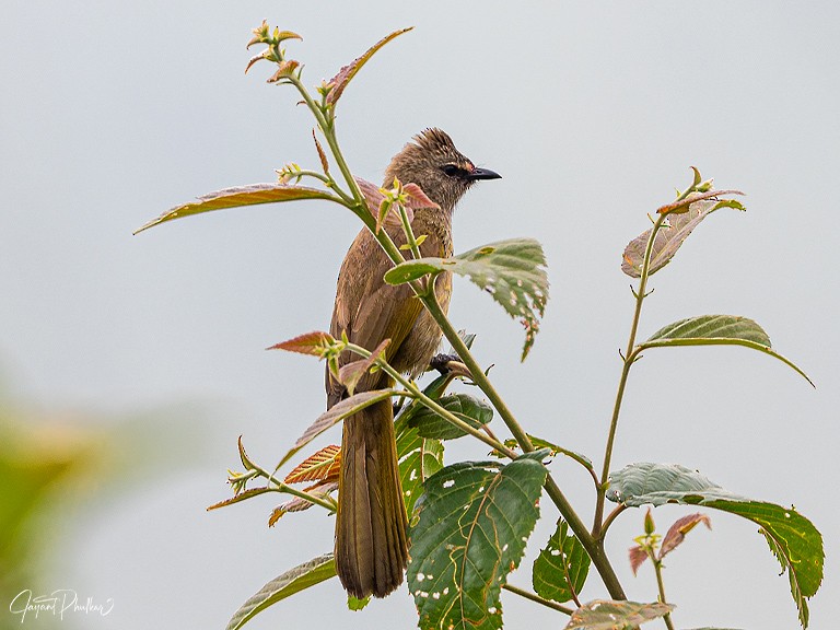 Flavescent Bulbul - ML641389371