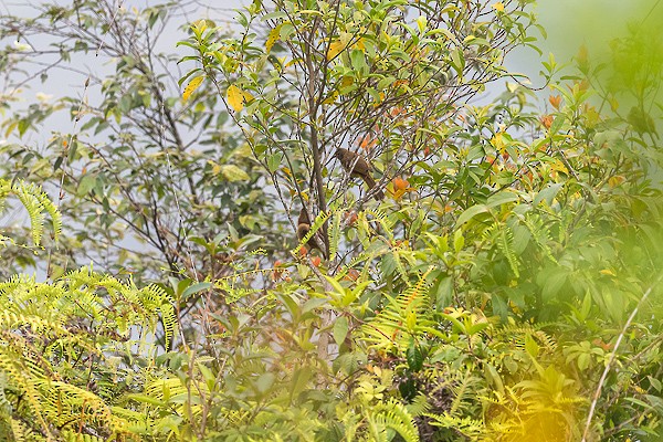 Flavescent Bulbul - ML641389372