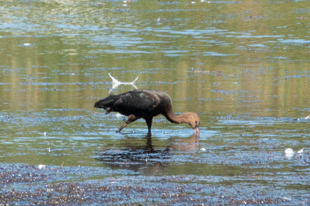 Glossy Ibis - ML641389383