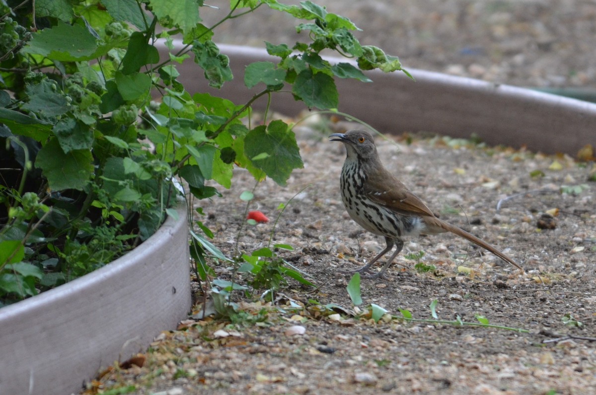 Long-billed Thrasher - ML641389387