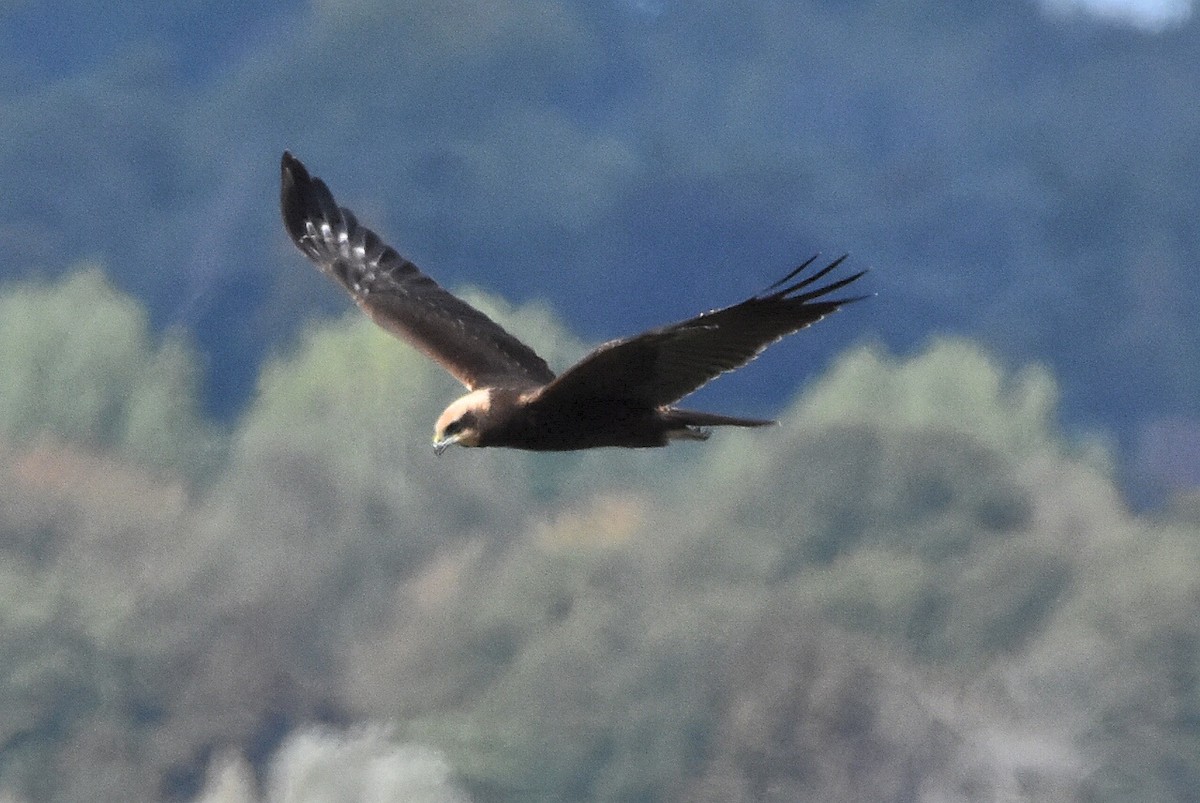 Western Marsh Harrier - ML641389399