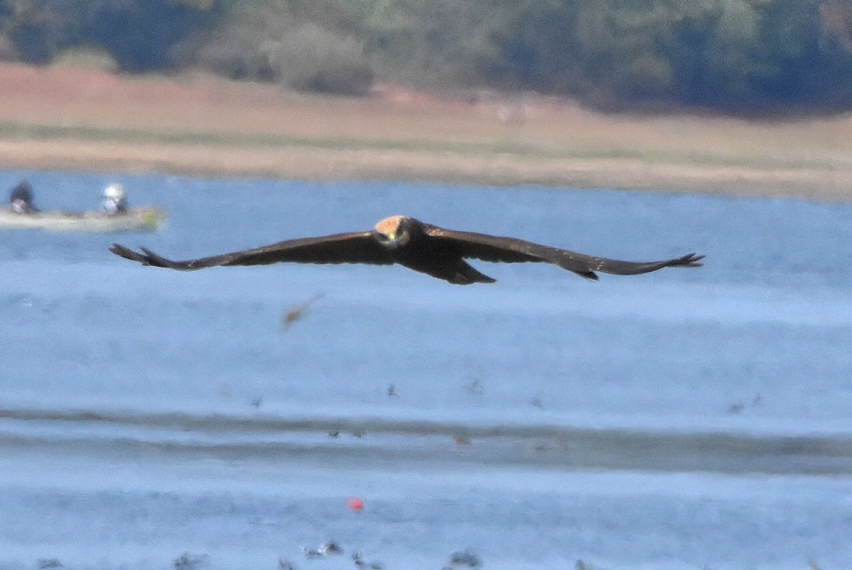 Western Marsh Harrier - ML641389429