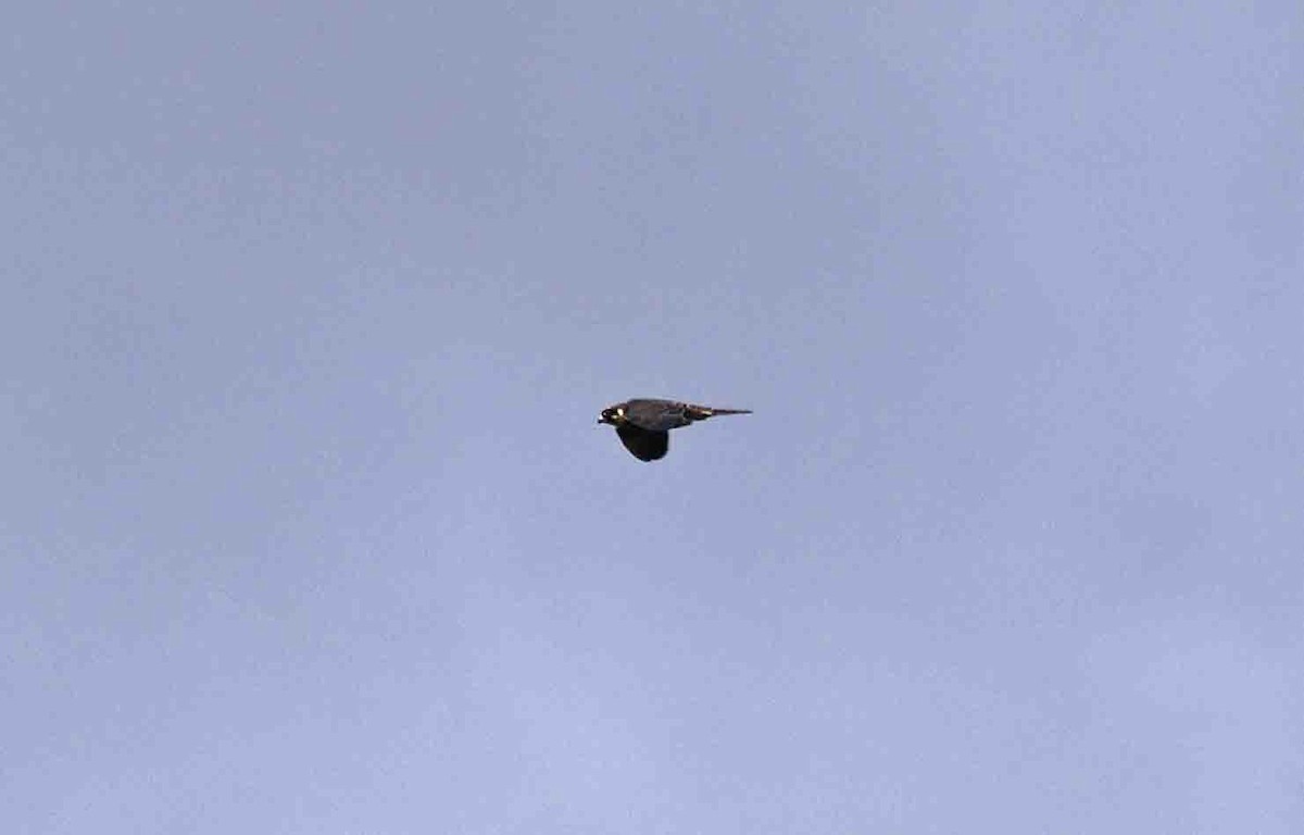 Eurasian Hobby - ML641389440