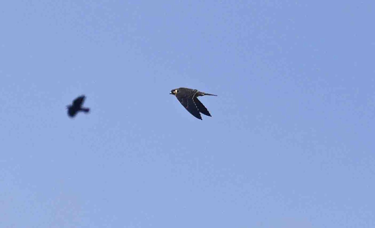 Eurasian Hobby - ML641389457