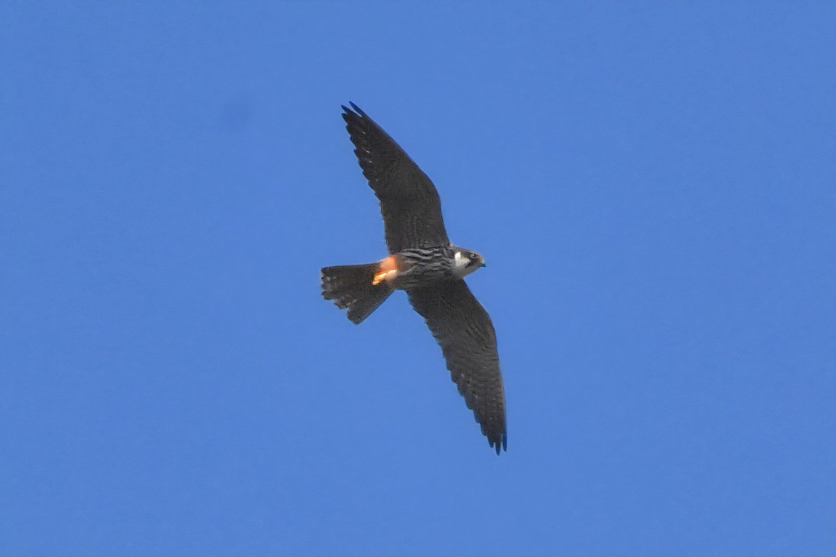 Eurasian Hobby - ML641389459