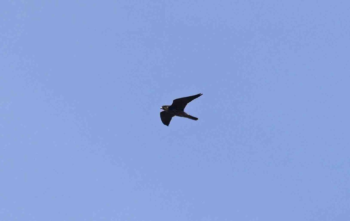 Eurasian Hobby - ML641389461