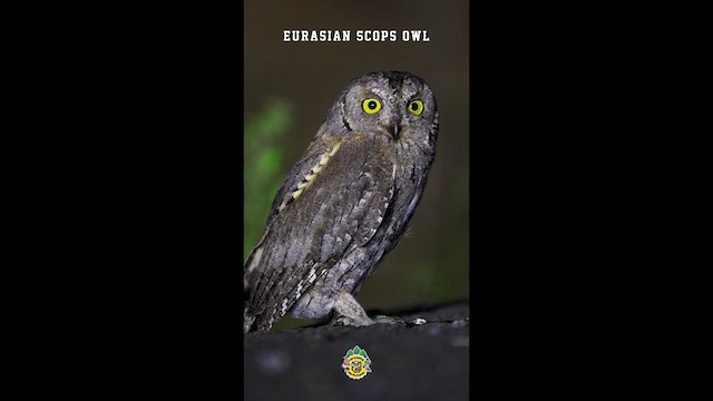Eurasian Scops-Owl - ML641389462