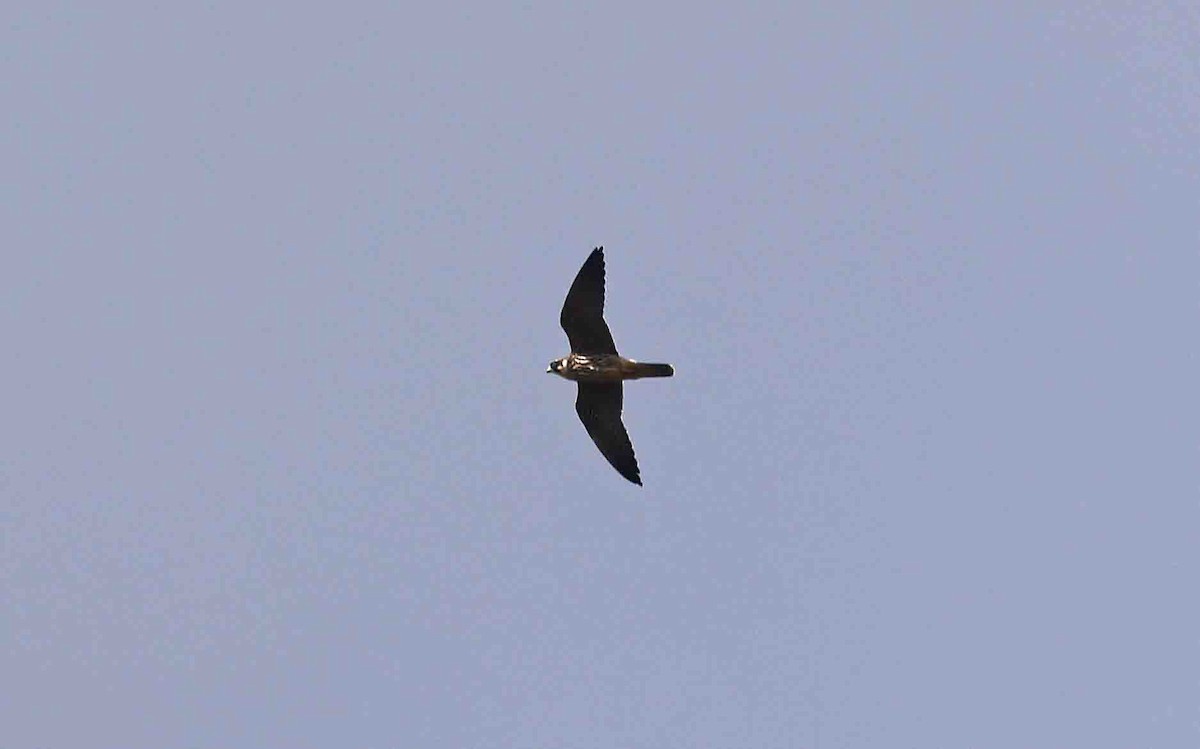 Eurasian Hobby - ML641389463