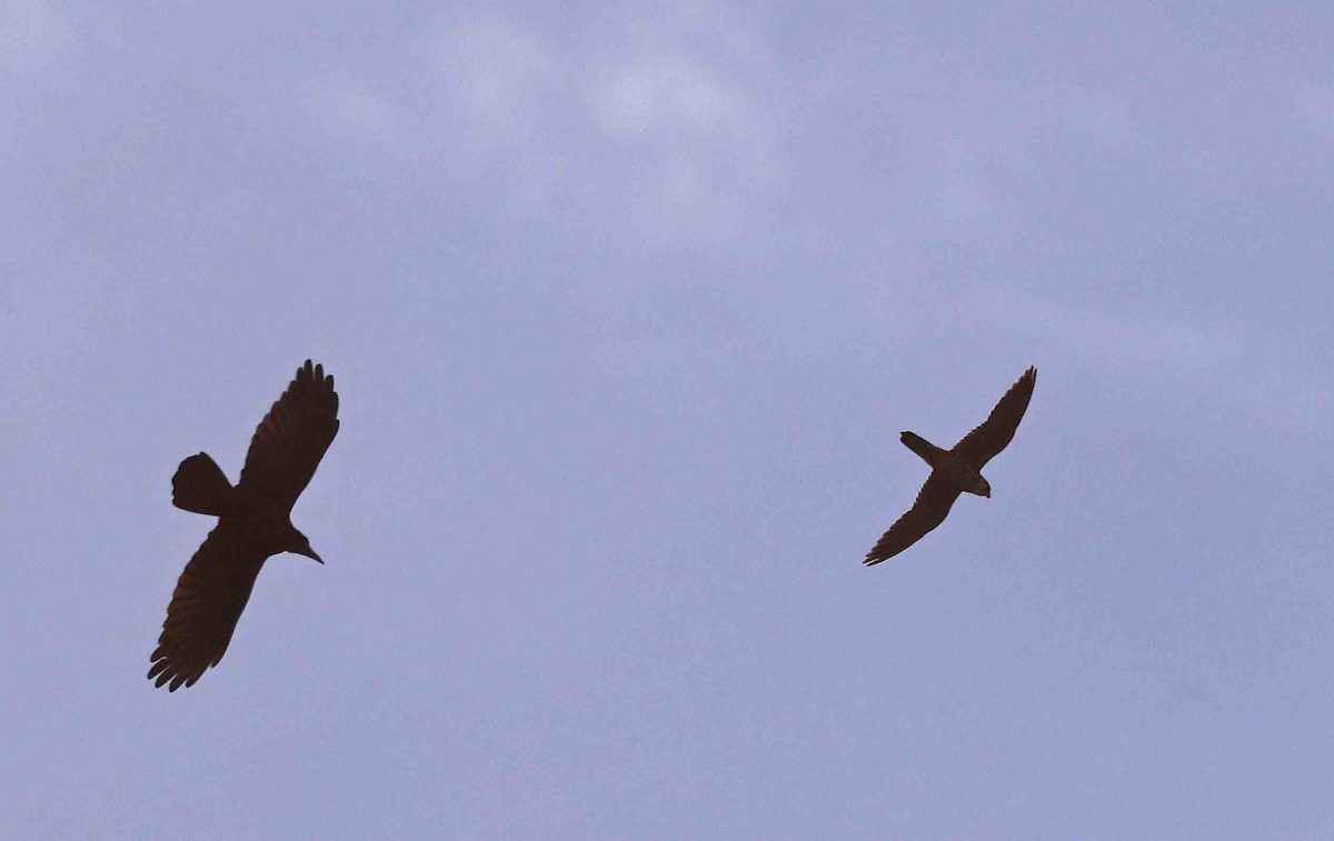 Eurasian Hobby - ML641389466