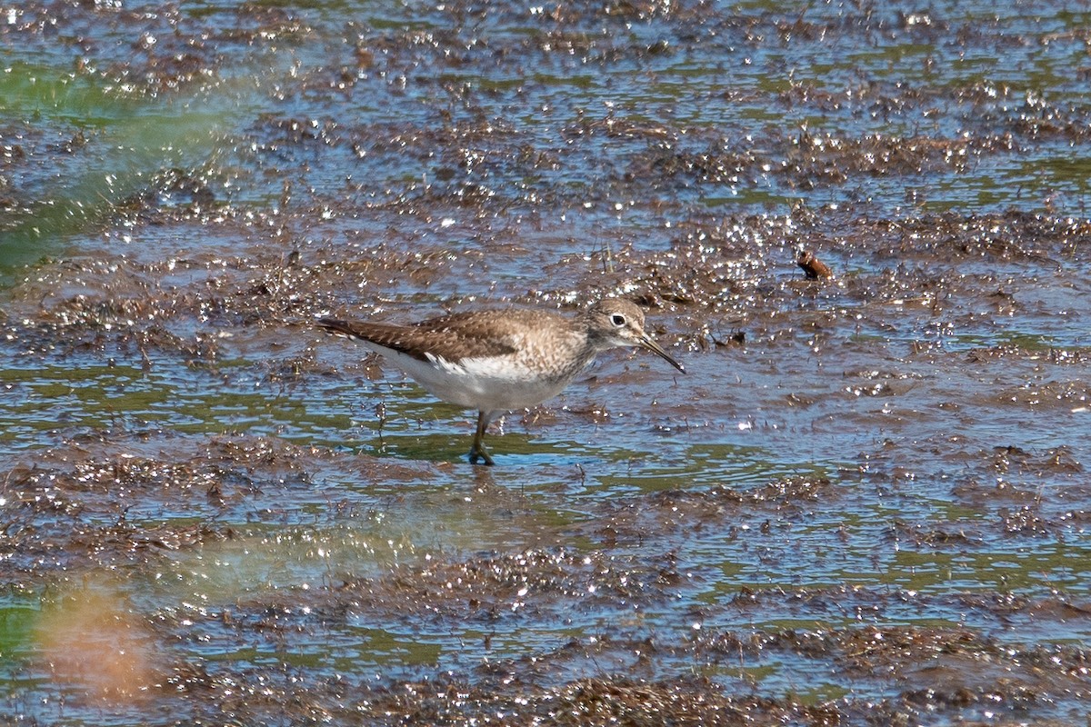 Solitary Sandpiper - ML641389468