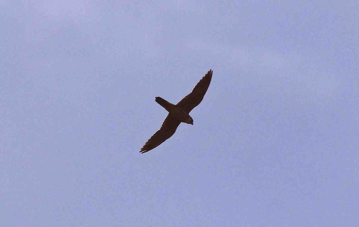 Eurasian Hobby - ML641389470