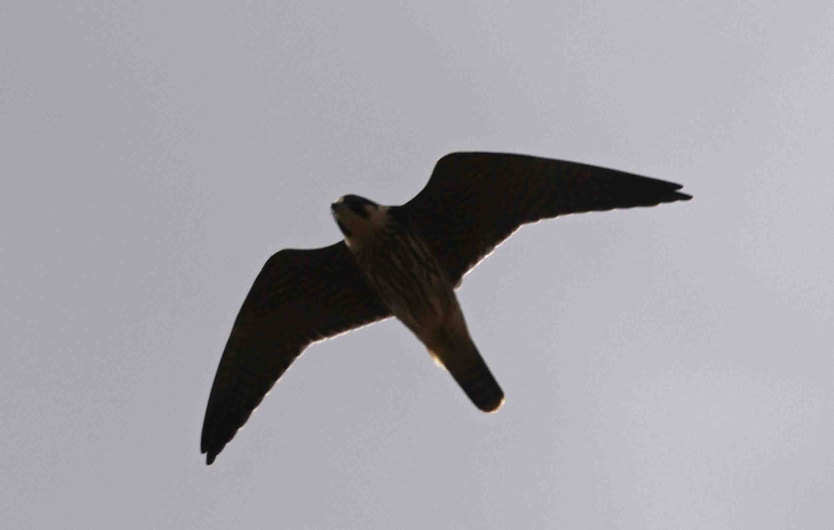 Eurasian Hobby - ML641389471