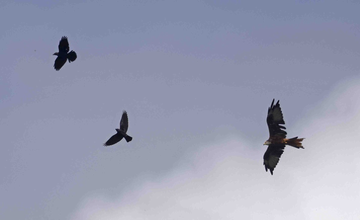 Eurasian Jackdaw - ML641389473