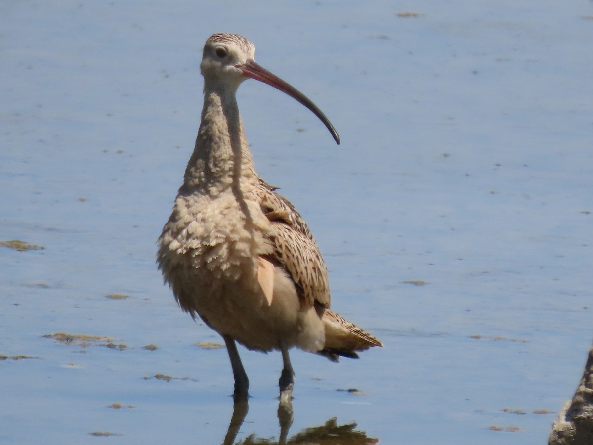 Long-billed Curlew - ML641389478