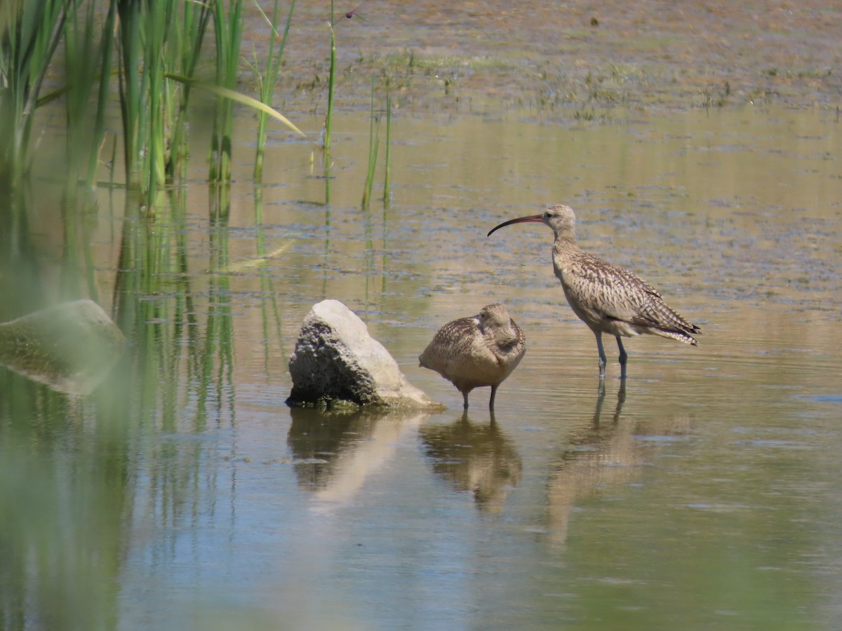 Long-billed Curlew - ML641389479