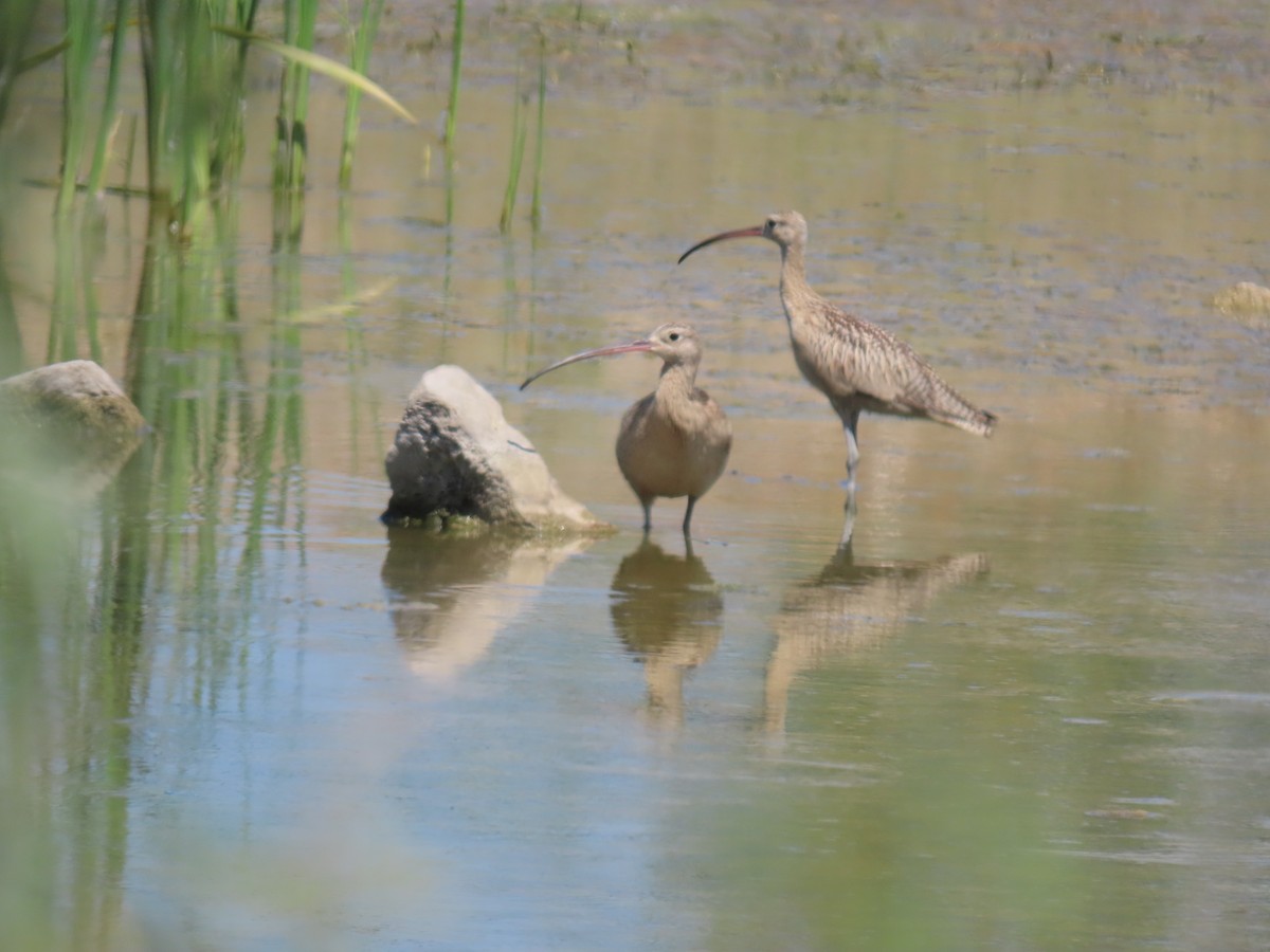Long-billed Curlew - ML641389480