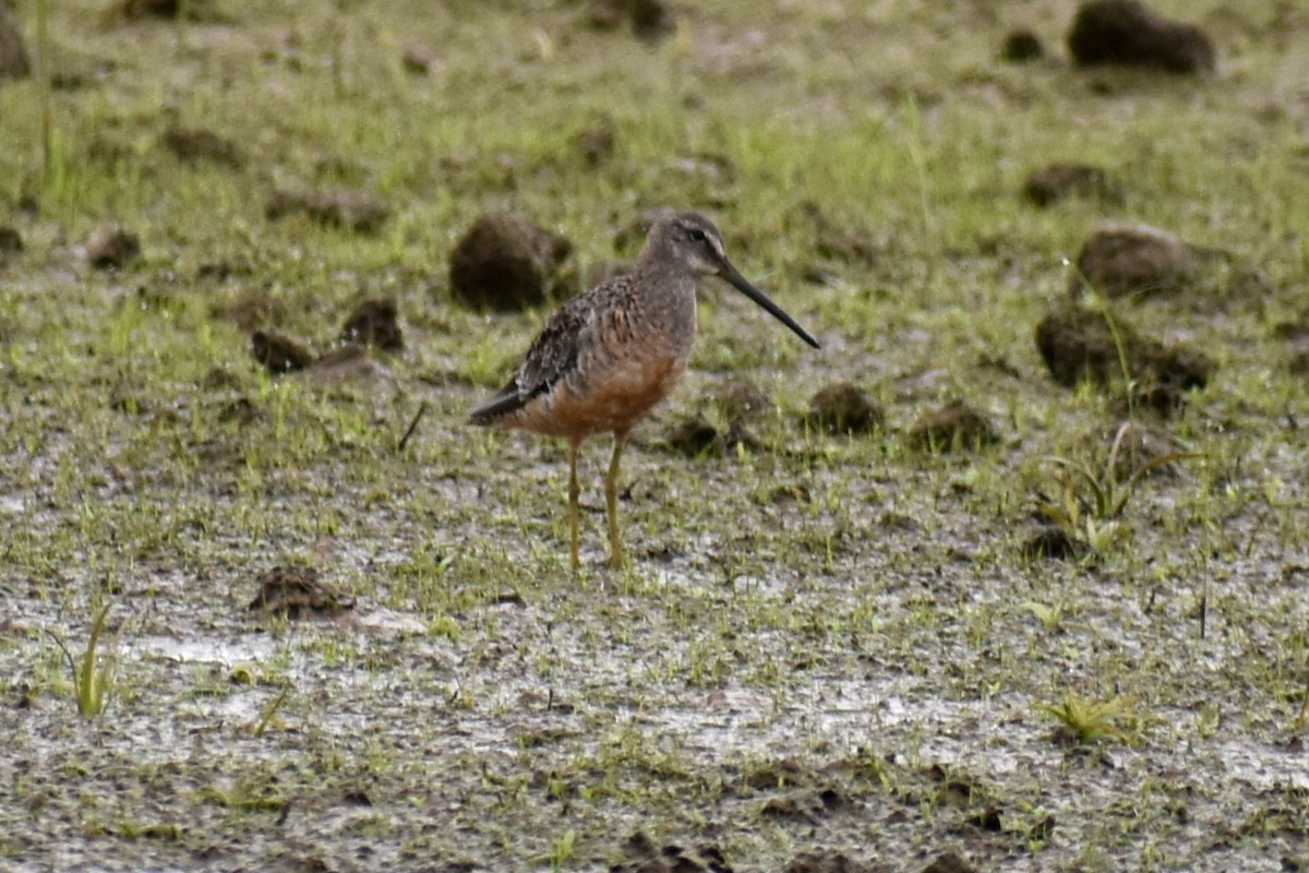 Bécassin à long bec - ML641389484