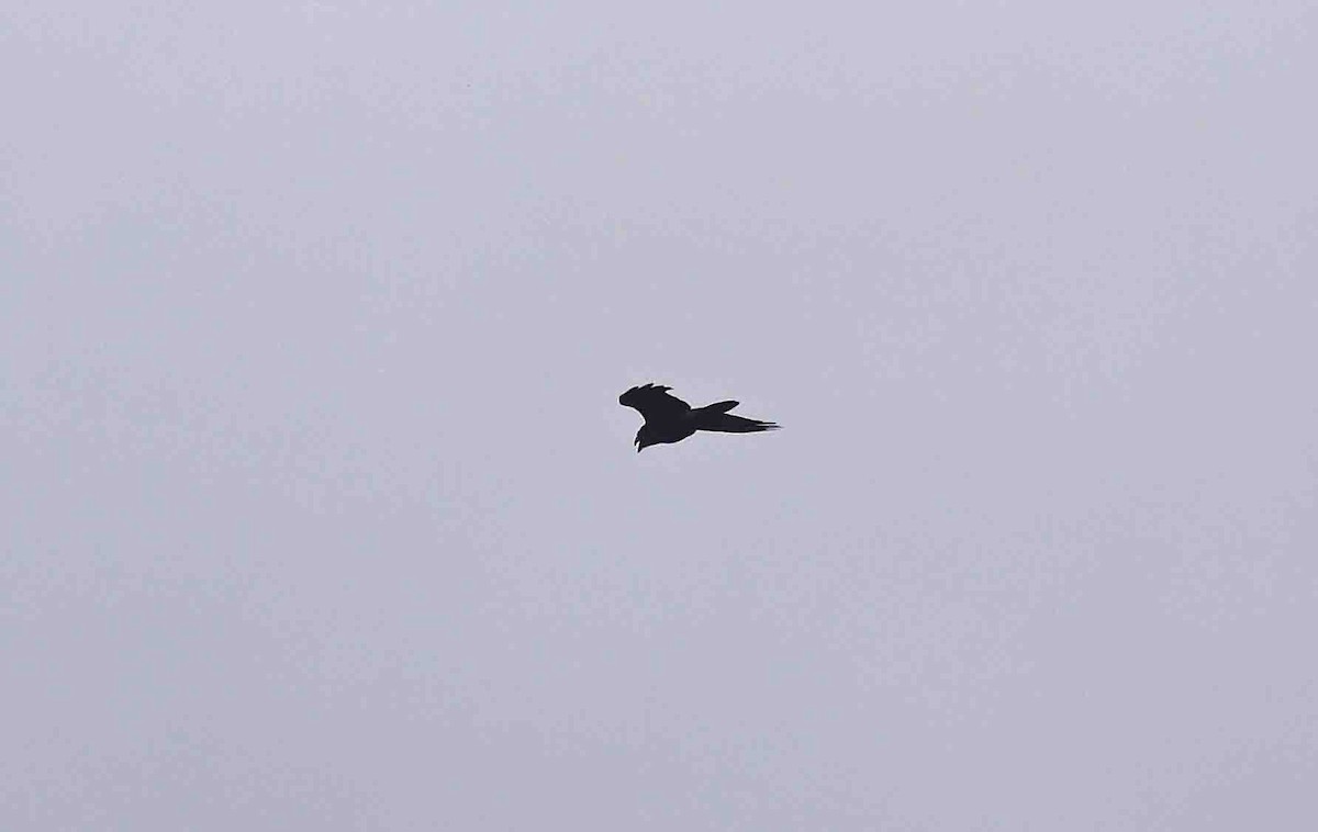 Common Raven - ML641389487
