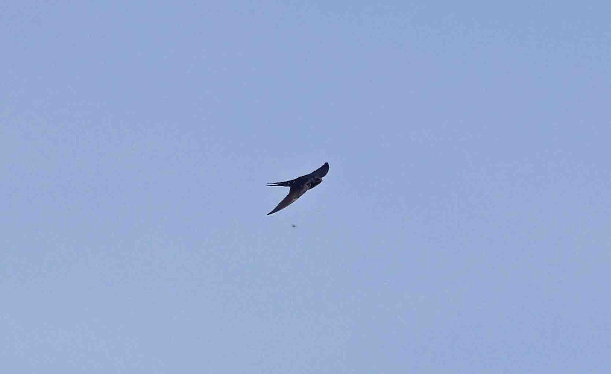 Barn Swallow (White-bellied) - ML641389495