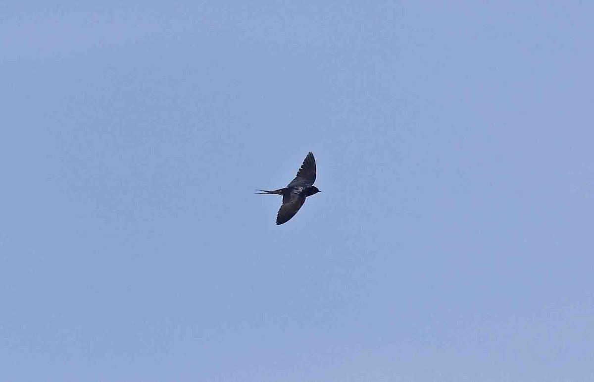 Barn Swallow (White-bellied) - ML641389500