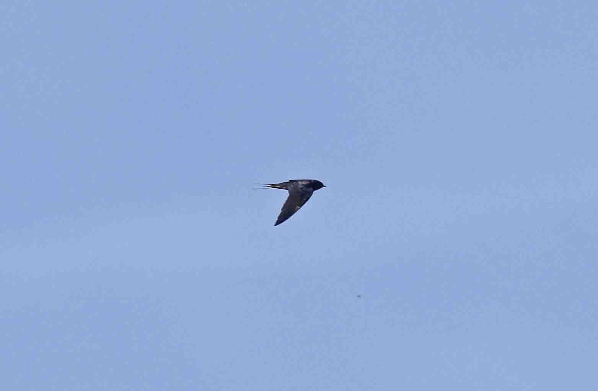 Barn Swallow (White-bellied) - ML641389502