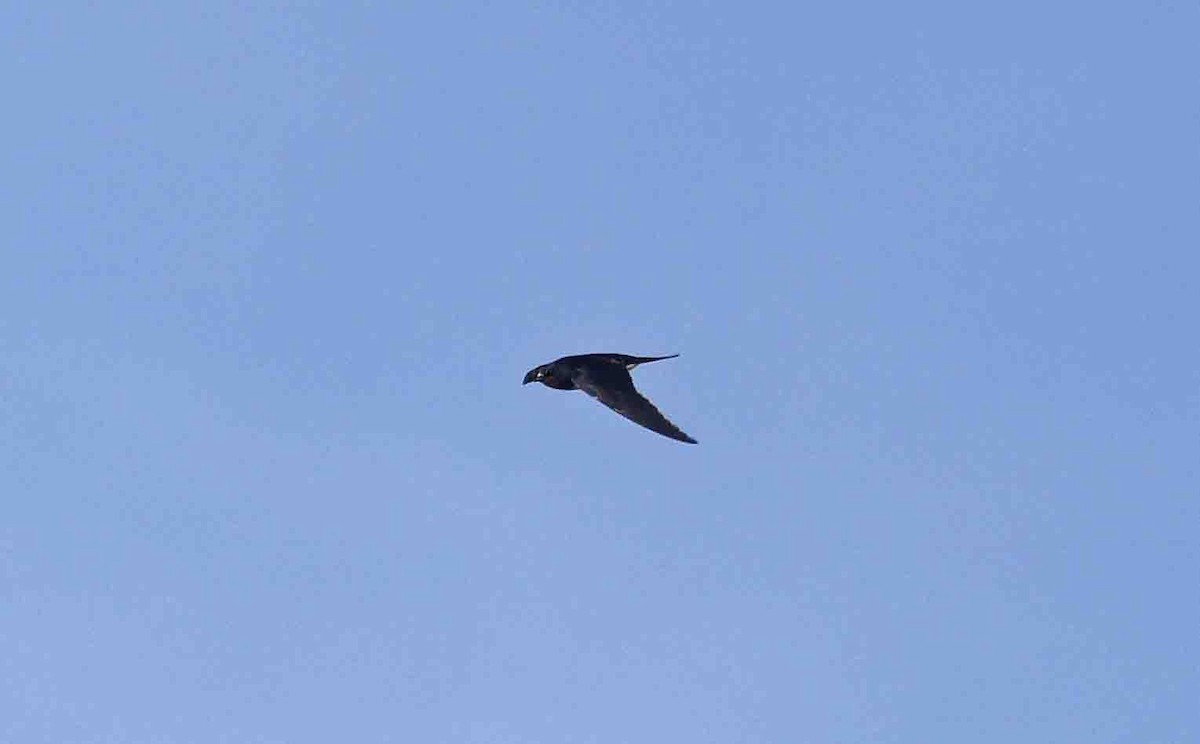 Barn Swallow (White-bellied) - ML641389505